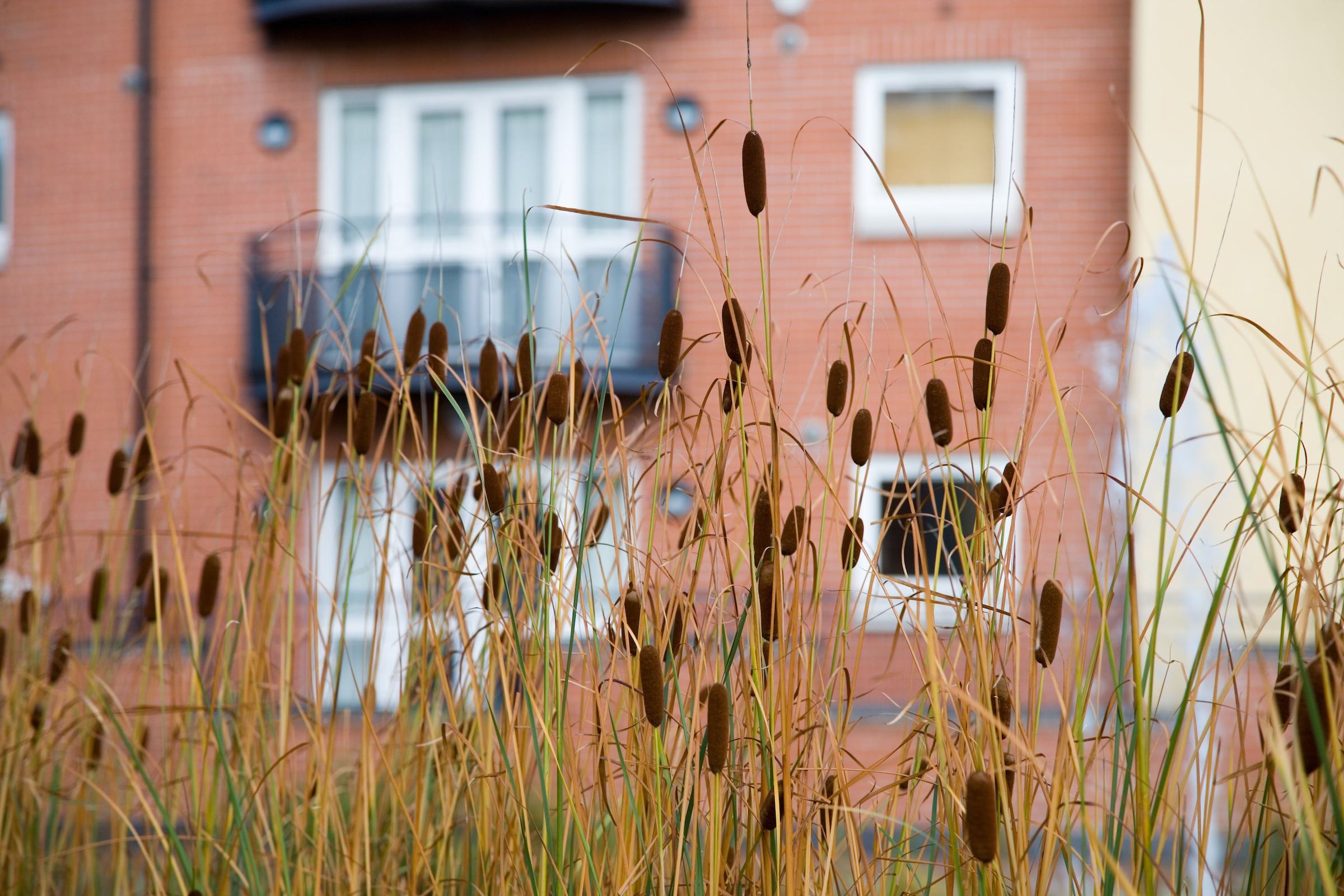A building with a balcony, viewed through some bulrushes.